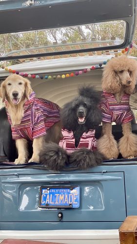 Customer photo review of Playa Poncho