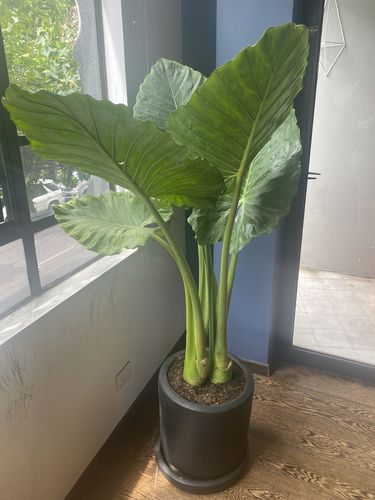 Customer photo review of Hoja Elegante