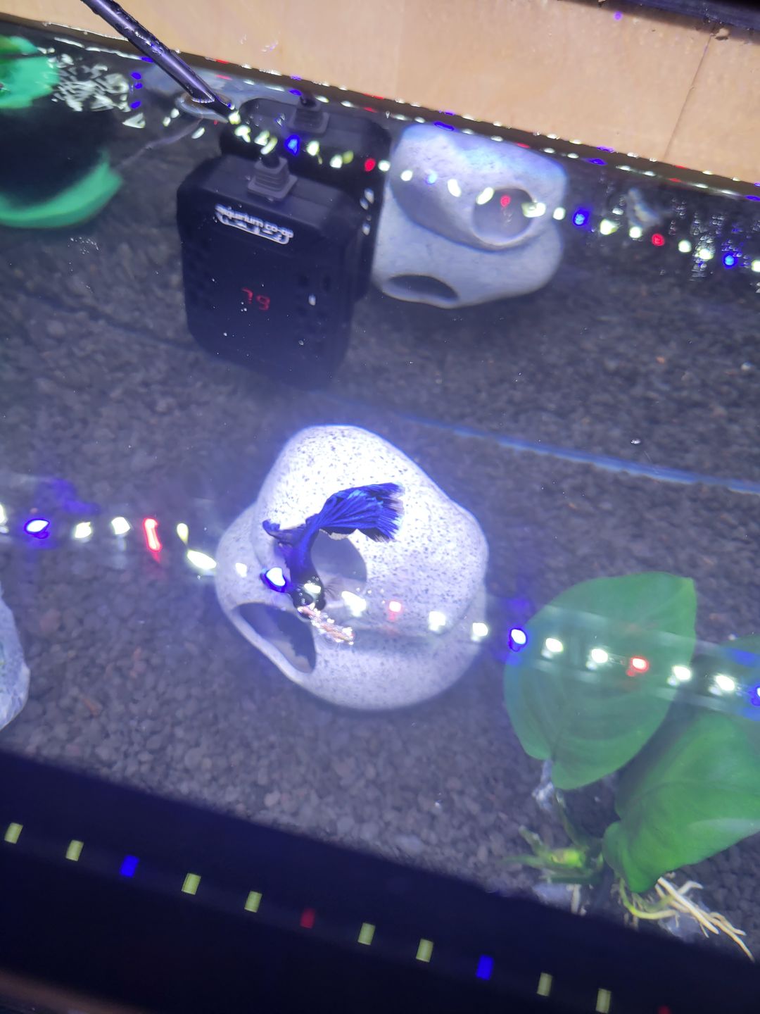 Customer photo review of Hikari Bio-Pure® FD Blood Worms