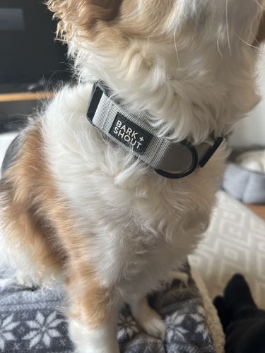 Customer photo review of LITE-25 Collar - Grey (AirTag Collar)