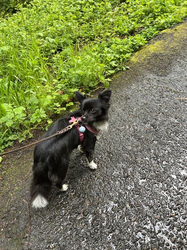 Customer photo review of Explorer