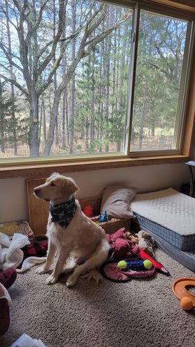 Customer photo review of 5-in-1 Multivitamin Chews for Dogs - 120 Count