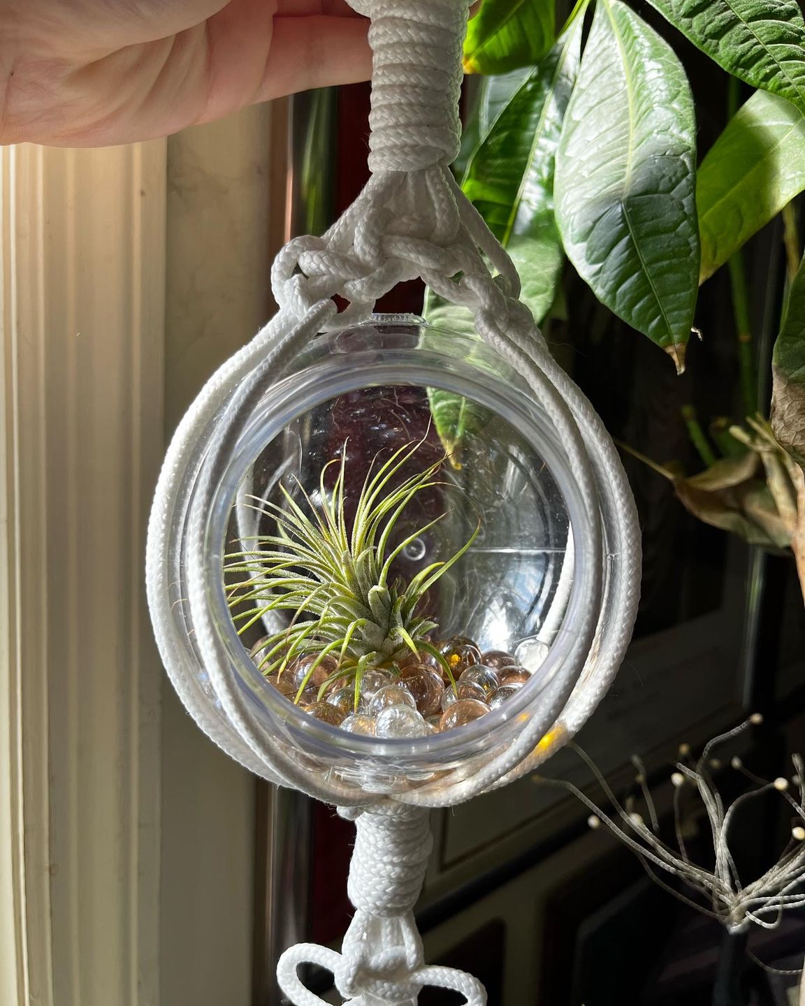 Customer photo review of B Quality Ionantha Variety 3 Pack  ($0.75 Per Plant)