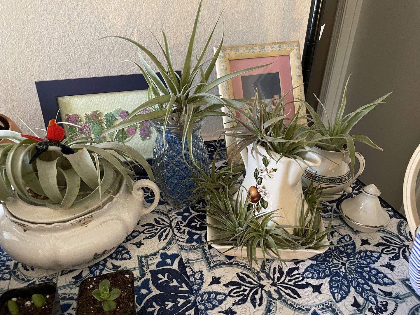 Customer photo review of X Betty  (xerographica x brachycaulos)  *Cannot Be Shipped Internationally*