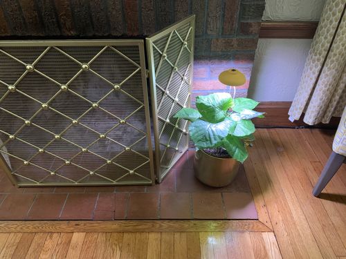 Customer photo review of Medium Ficus Umbellata