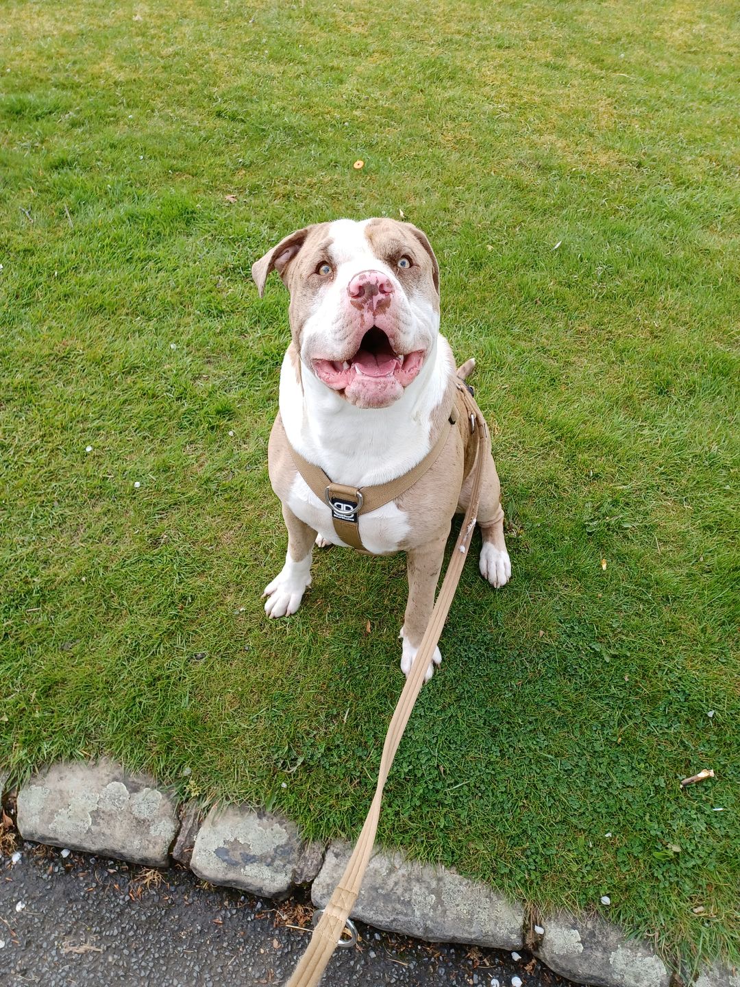 Customer photo review of Double Ended Training Lead | All Breeds - Durable & Soft 2m Lead - Military Tan