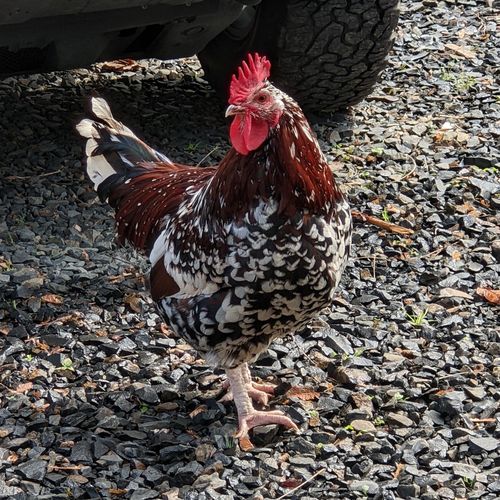 Customer photo review of GrubTerra Dried Larvae