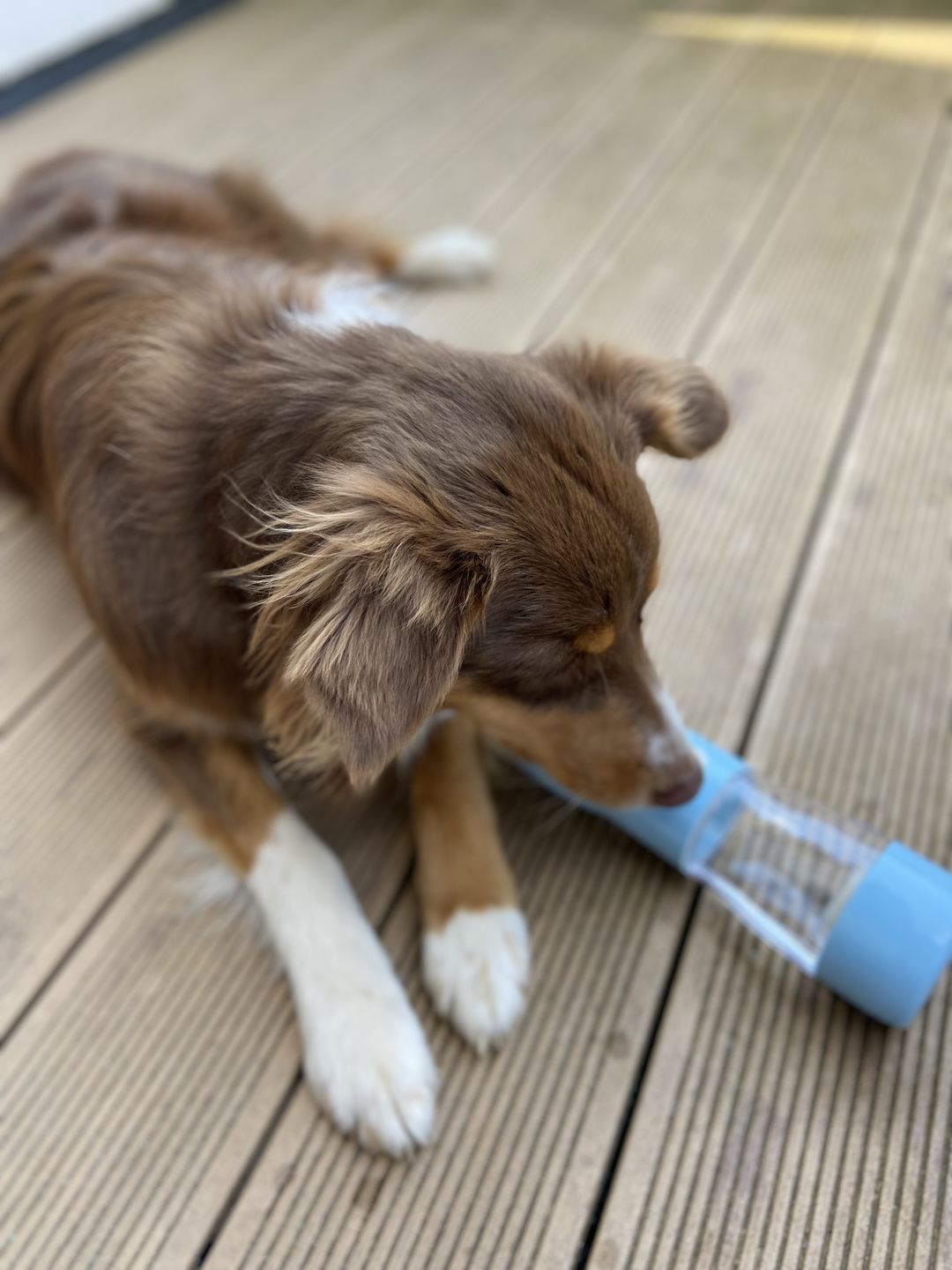 Customer photo review of Hunde Trinkflasche inkl. Futterbehälter