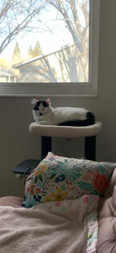 Customer photo review of Tuna & Salmon Recipe Flaked Dinner In Broth Adult Cat Food, 2.8-oz, Case of 12