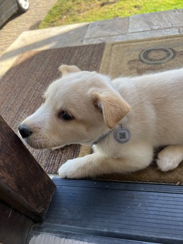 Customer photo review of Black