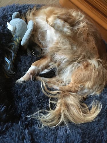 Customer photo review of Puppery Kuschelbett - Das Original