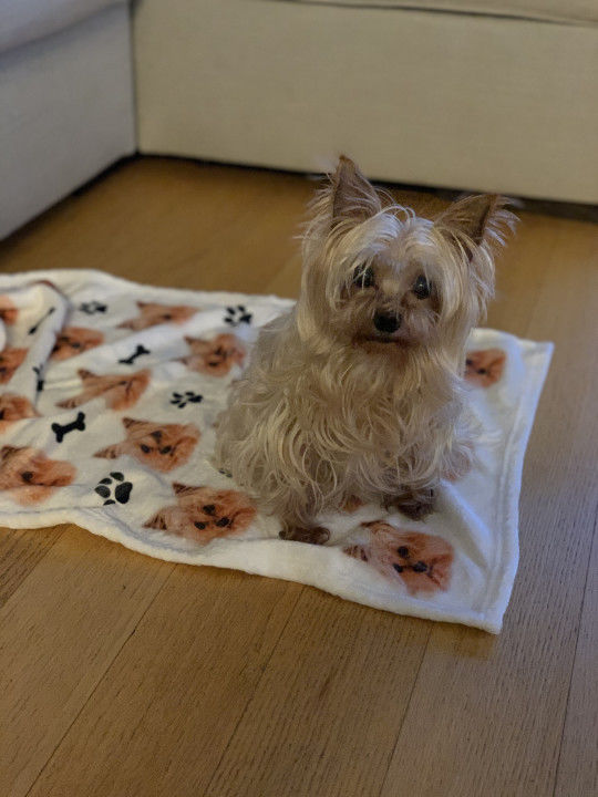 Customer photo review of Customized Pet Multi-Head Blanket with Bones