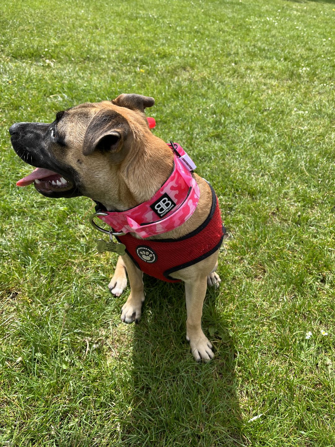 Customer photo review of 5cm Combat® Collar | With Handle & Rated Clip - Bubblegum v2.0