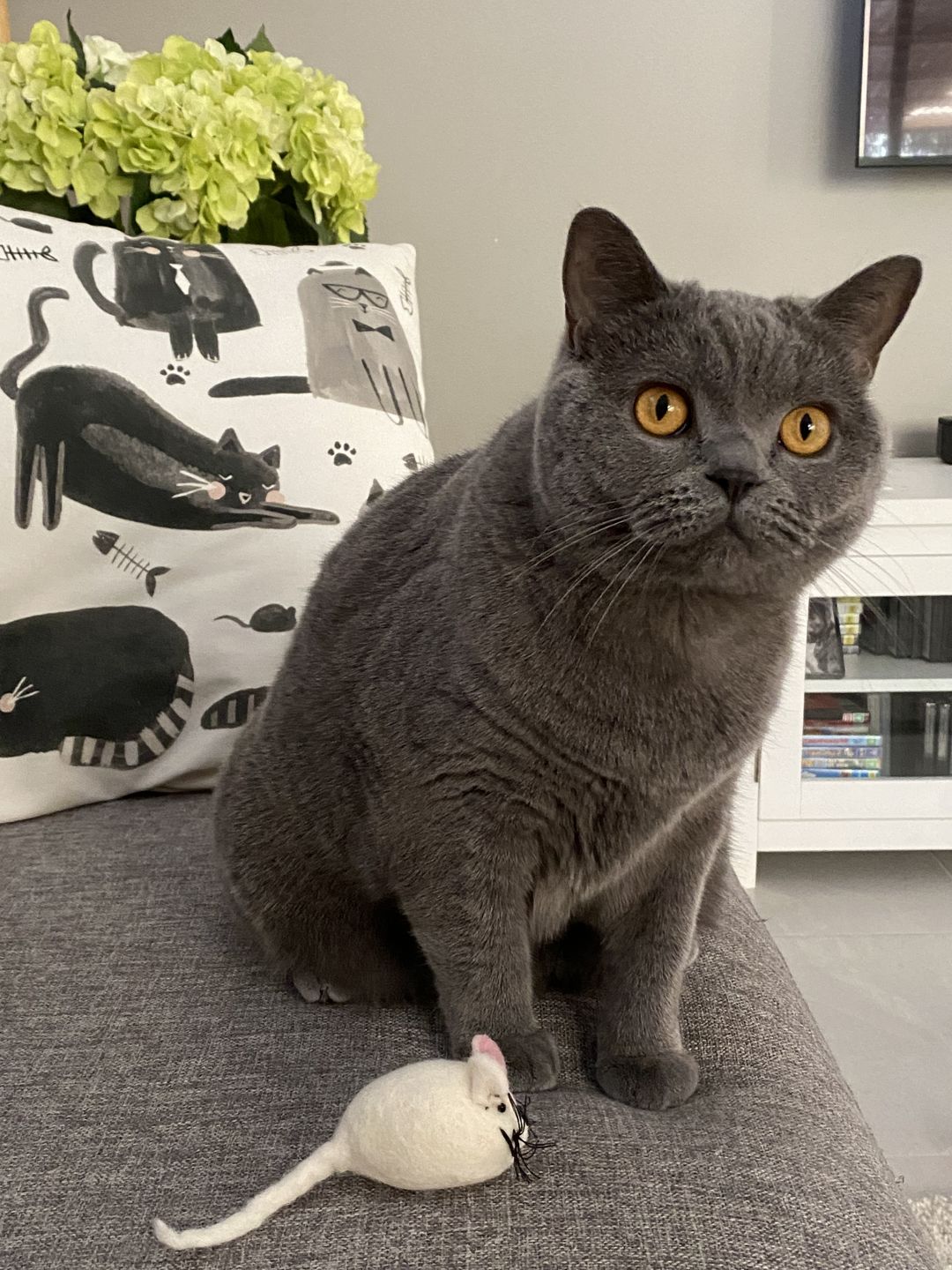 Customer photo review of Felt Mouse Toy for Cats
