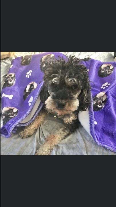 Customer photo review of Customized Pet Multi-Head Blanket with Bones