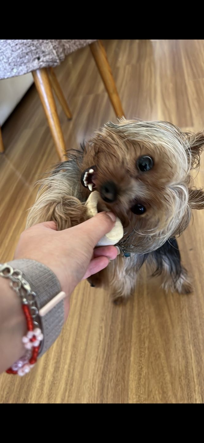 Customer photo review of 3x2 Barker Bones Small