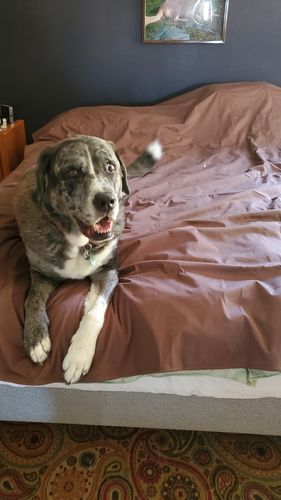 Customer photo review of Silly Legacy® - Thin Reversible Waterproof Protective Cover for Pets and People