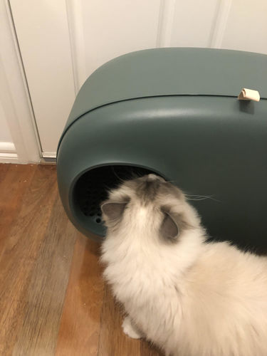 Customer photo review of Makesure Modern Cat Litter Box Cat Litter Tray