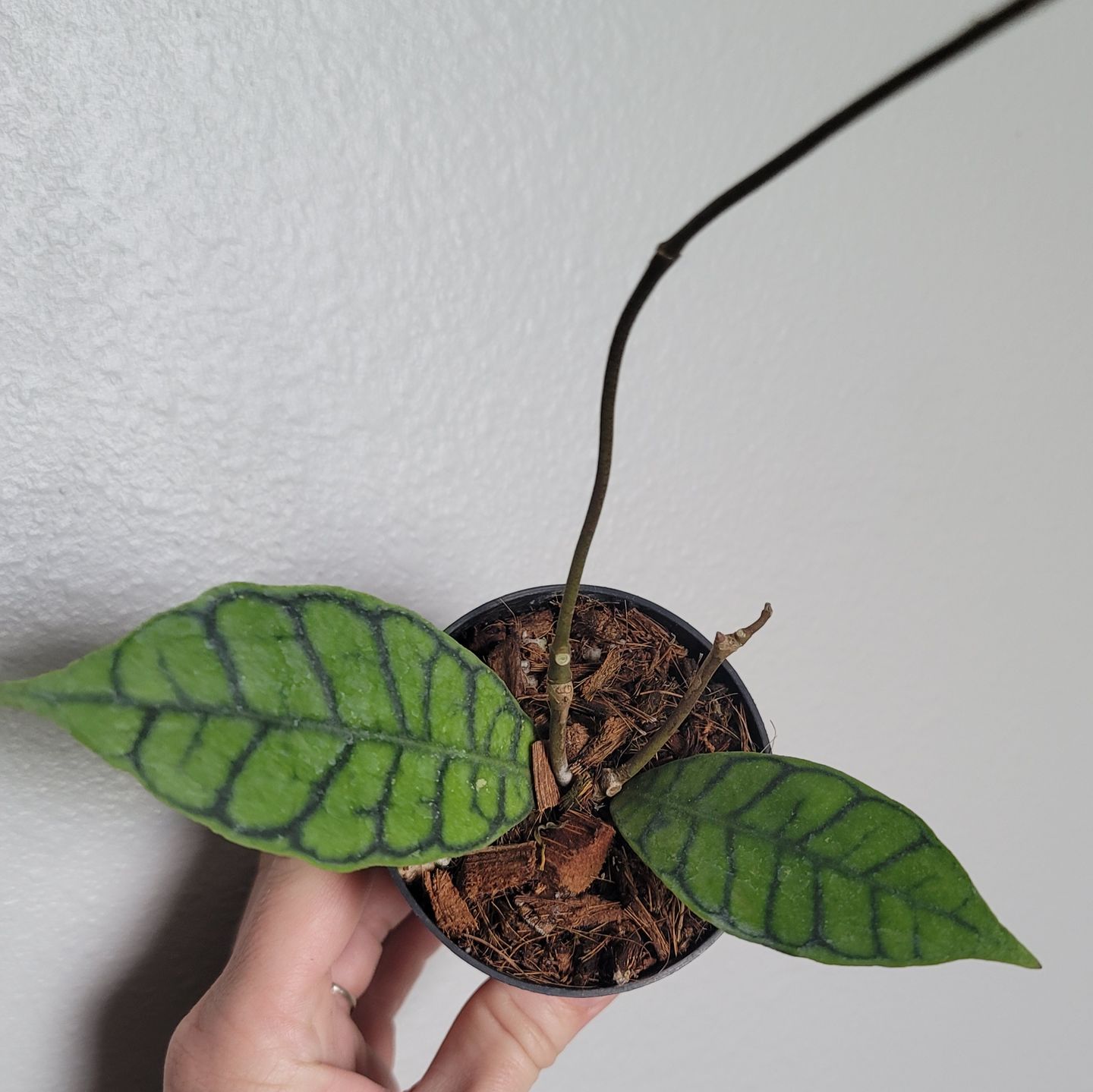 Customer photo review of 3" Hoya callistophylla