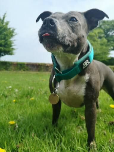 Customer photo review of 5cm RR Collar | Soft Padded & Reflective | Series 2 - Turquoise