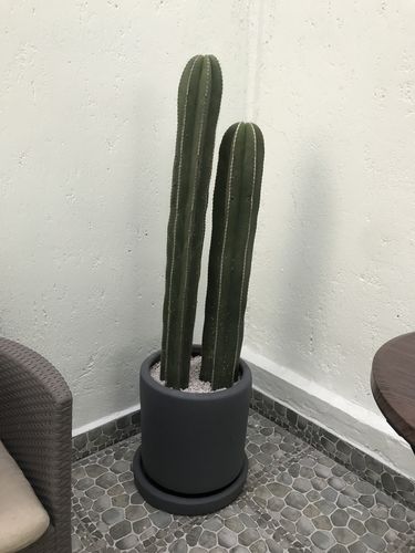 Customer photo review of Cactus Órgano