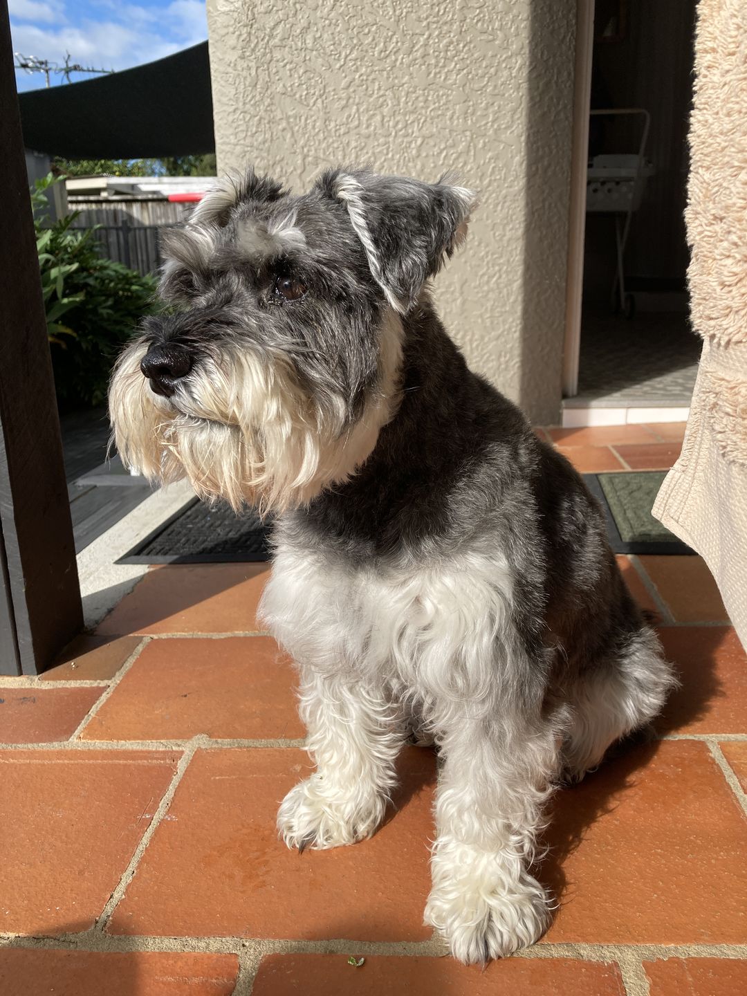 Customer photo review of Dog Hair Clippers