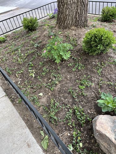 Customer photo review of Vinca Minor Bowles 50 count Flat