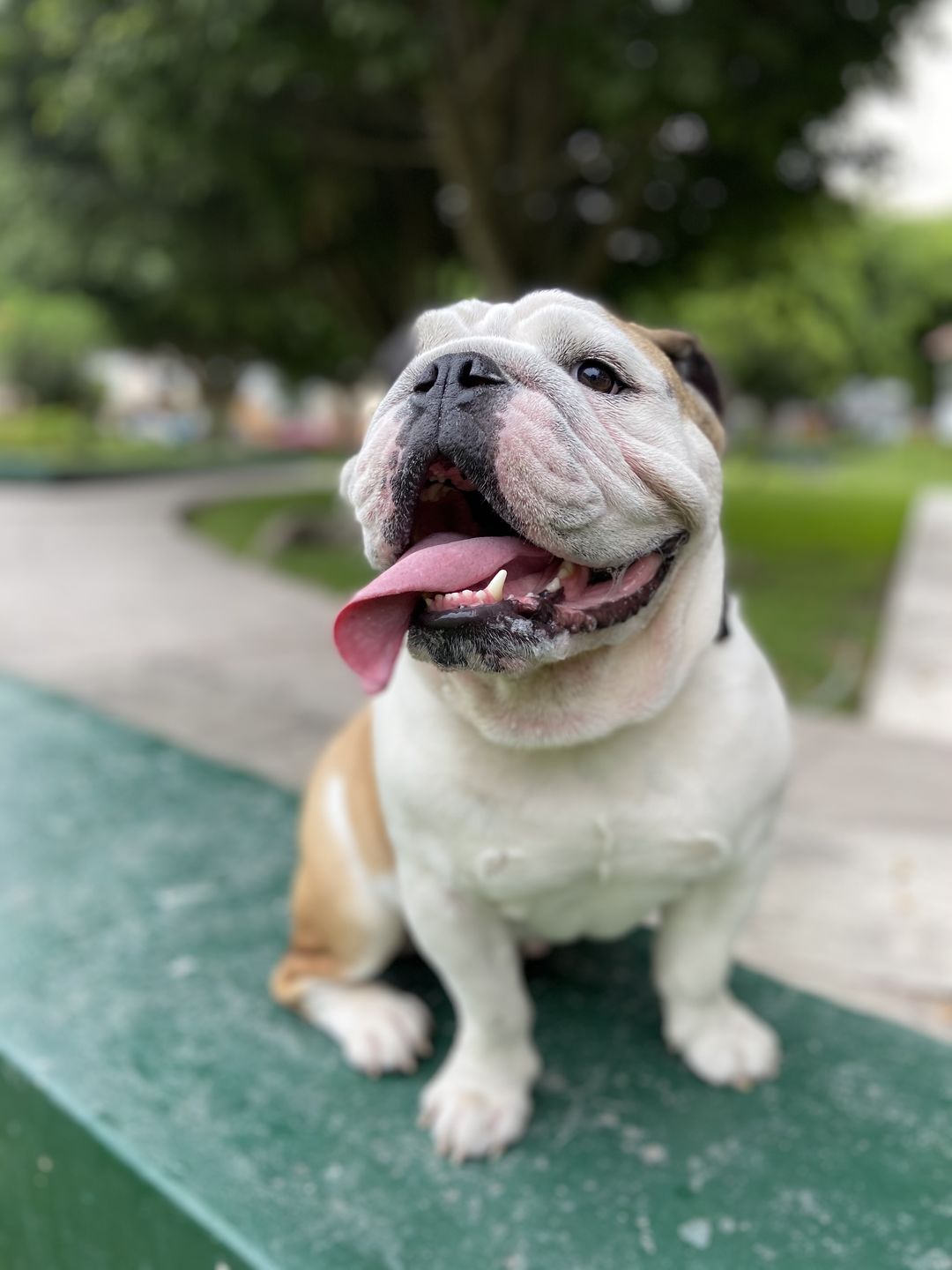 Customer photo review of 3x2 Barker Bones Small