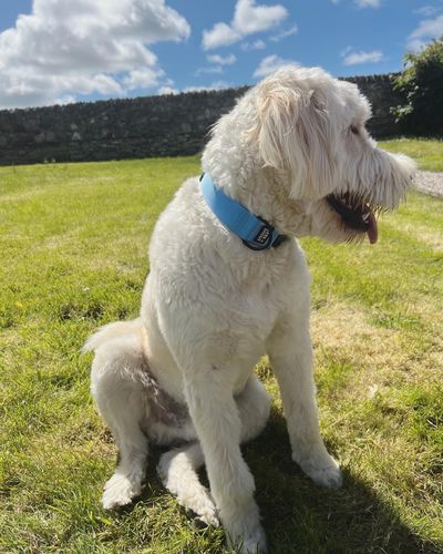 Customer photo review of LITE-40 Collar - Blue (AirTag Collar)