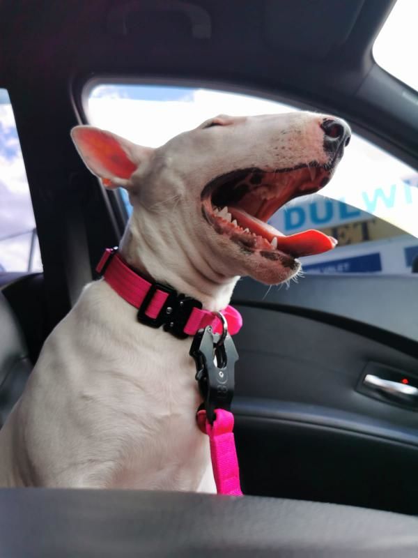 Customer photo review of 2.5cm Combat® Collar | With Handle & Rated Clip - Magentas v2.0