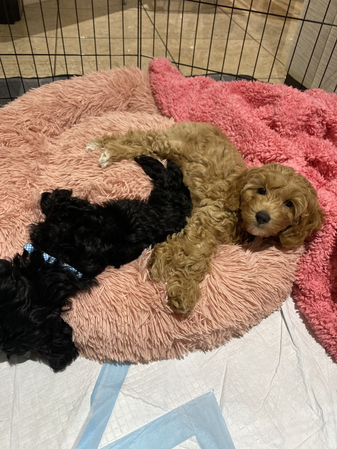 Customer photo review of Premium Calming Bed