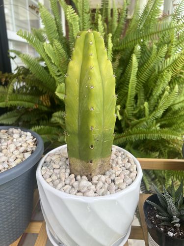Customer photo review of San Pedro Cactus | Echinopsis pachanoi
