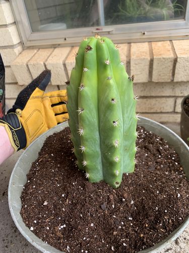 Customer photo review of San Pedro Cactus | Medium | Echinopsis pachanoi