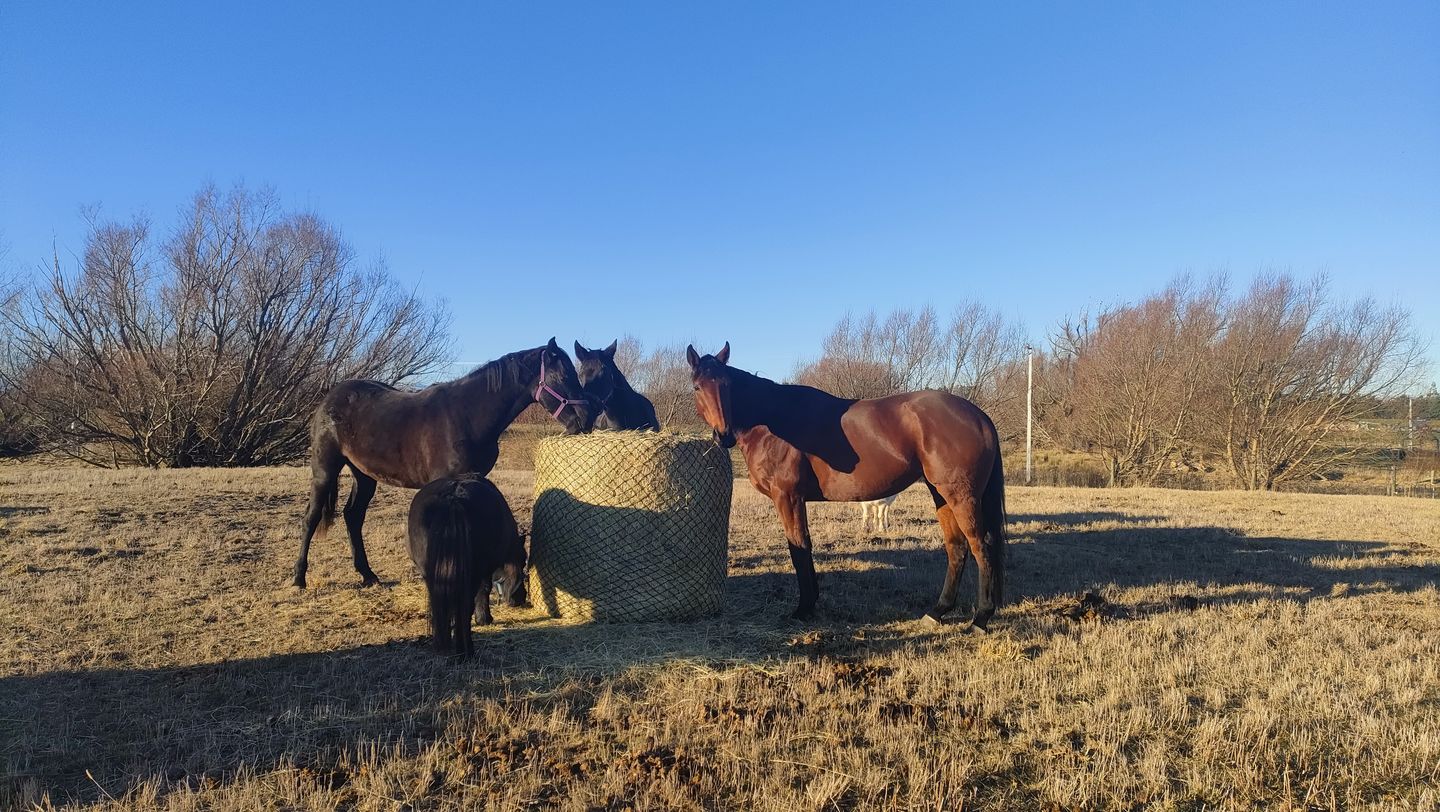 Customer photo review of Silage Bale Hay Net