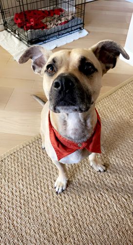 Customer photo review of Fancy Dog Collar