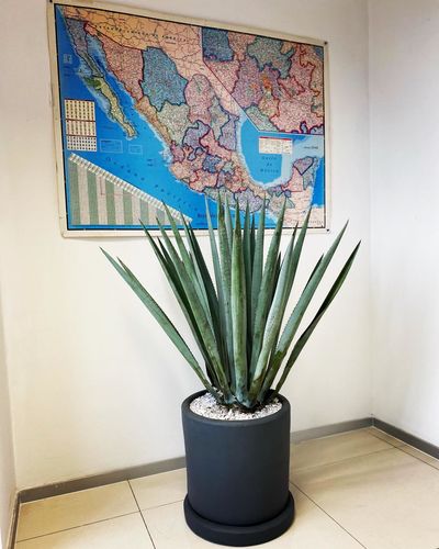 Customer photo review of Agave Tequilero