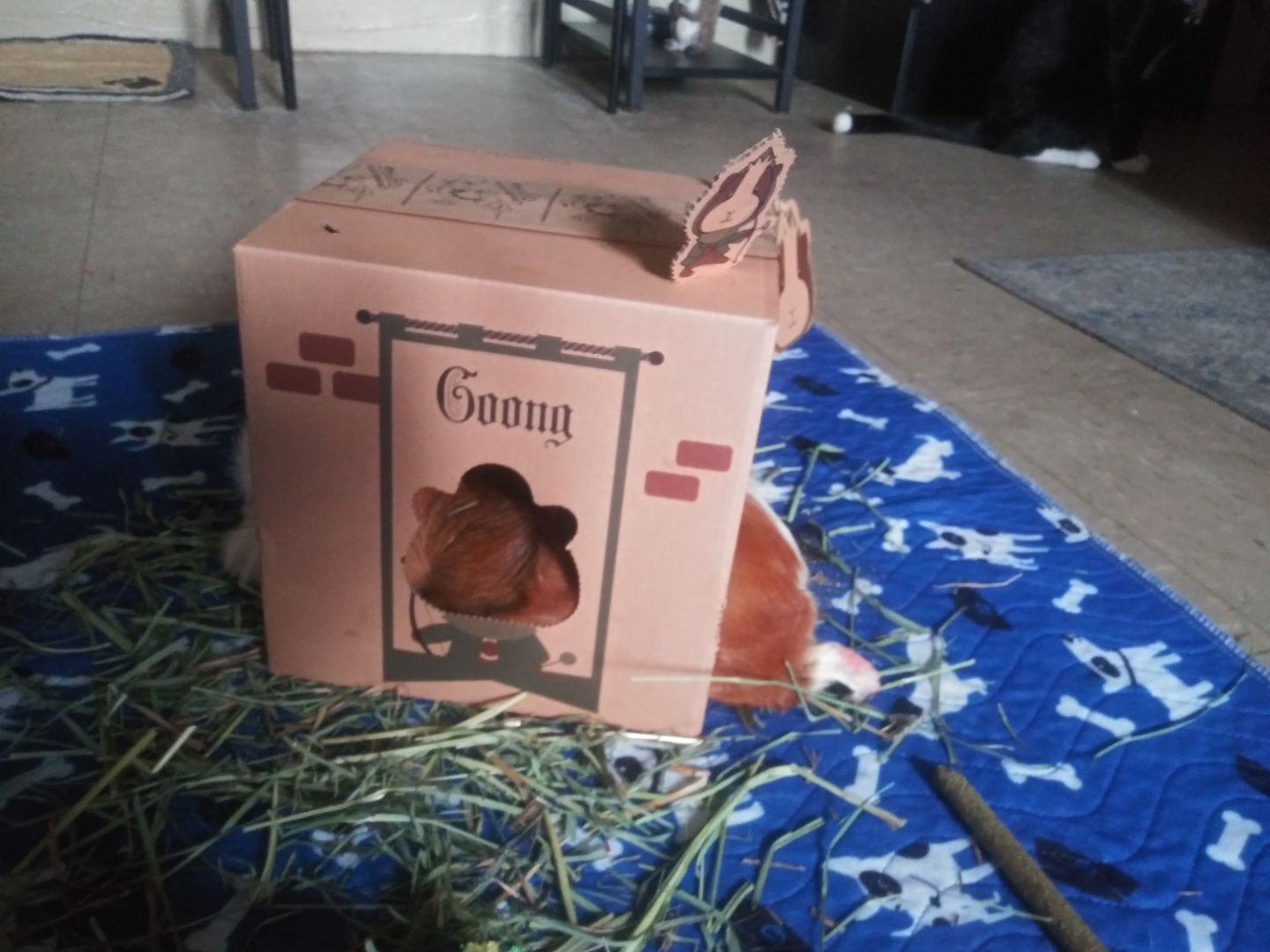 Customer photo review of GuineaDad Crunchy Condo - Pack of 3
