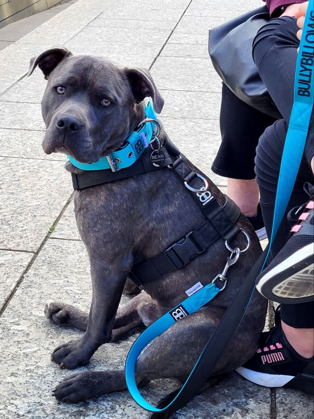 Customer photo review of Nylon Snap Hook Lead | Series 2 - Light Blue