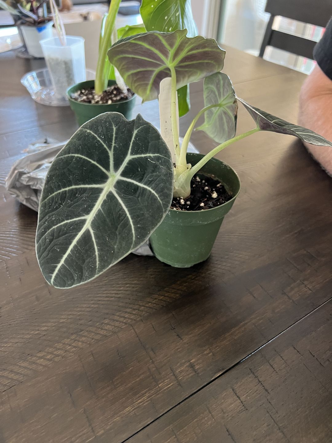 Customer photo review of 4" Alocasia regulina "Black Velvet"