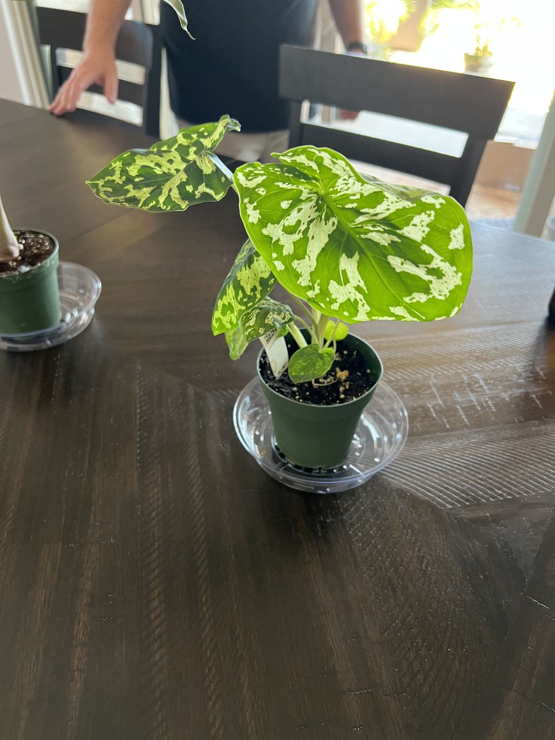 Customer photo review of 4" Caladium praetermissum 'Hilo Beauty'