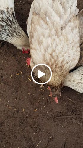 Customer video review of BlackTasty™ Getrocknete Soldatenfliegenlarven