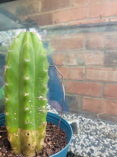 Customer photo review of San Pedro Cactus | Echinopsis pachanoi