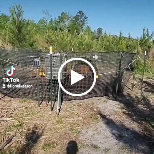 Customer video review of Pig Brig Trap System