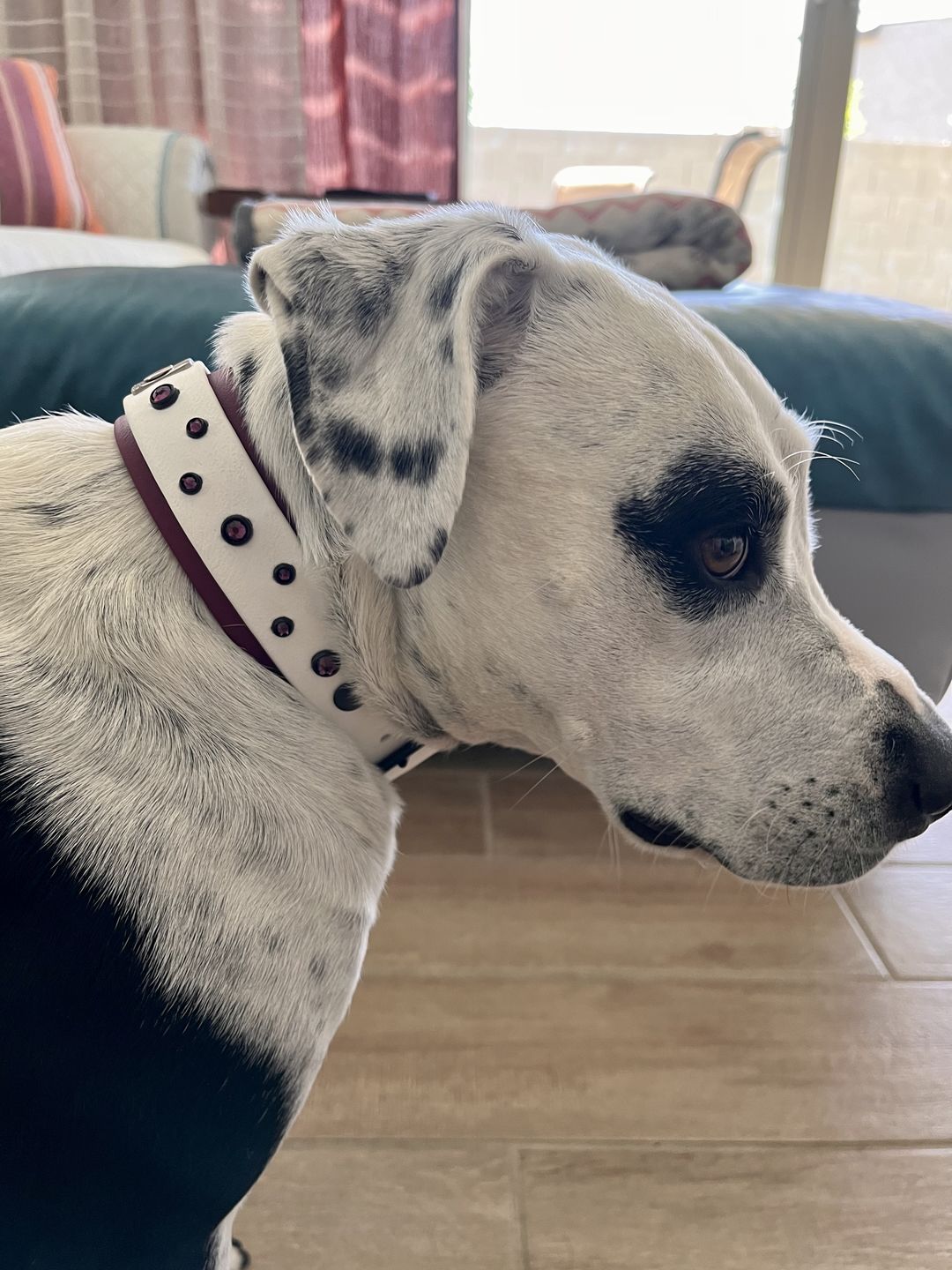 Customer photo review of The 'Bijou' Buckle Collar