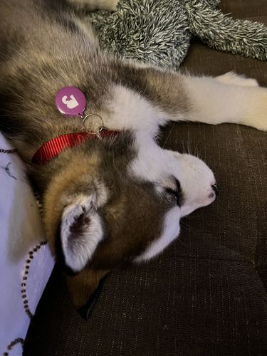 Customer photo review of Purple