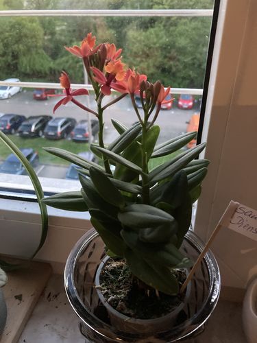 Customer photo review of Epidendrum Nordic Fire Dauerblüher mit roter Blüte