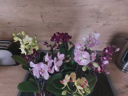 Customer photo review of Table Dance Orchideen Farbmix mit 2+ Stielen im 6er Set