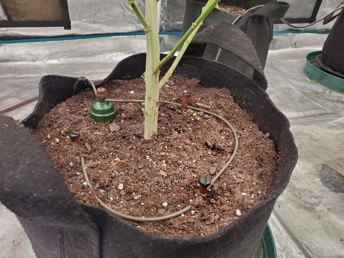 Customer photo review of Blumat 3mm Drip Tube for Distribution Drippers, 25ft