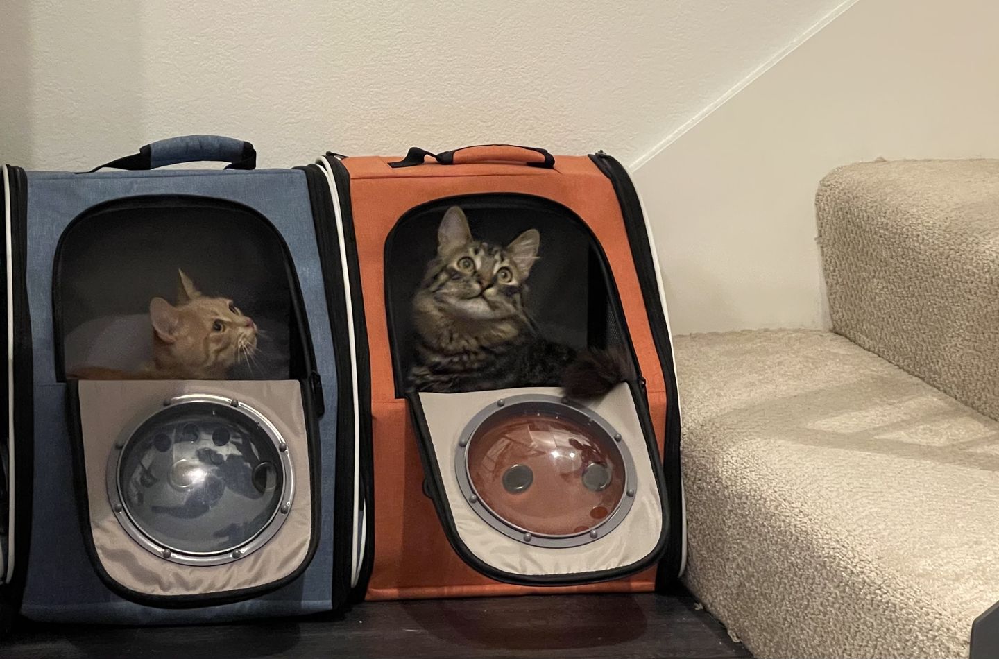 Customer photo review of AstroPaw™ - Pet Backpack Carrier