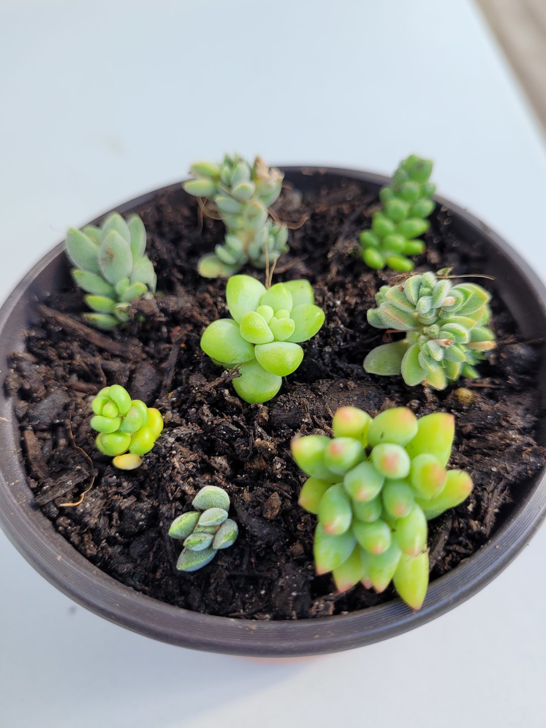 Customer photo review of Graptopetalum amethystinum - Lavender Pebbles